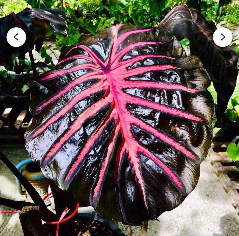 Black Lava Elephant Ear Starter Plant – Small Rooted Colocasia Esculenta Live Plant, Dark Foliage Tropical Ornamental