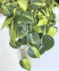 Philodendron Brasil Cuttings 2–3 Unrooted Cuttings With 3 Leaves Indoor Houseplant