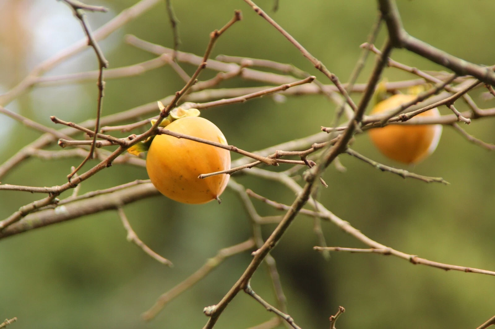 Hachiya Japanese Persimmon Cuttings – 5 Unrooted Diospyros Kaki Branch Cuttings for Fruit Tree Propagation