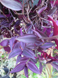 Tradescantia Zebrina Dark Burgundy Wandering Jew 12 Unrooted Cuttings Live Plant