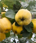 Quince Tree Cutting – 6–8 Inch Live Cydonia Oblonga Cutting for Rooting or Grafting and Garden Planting