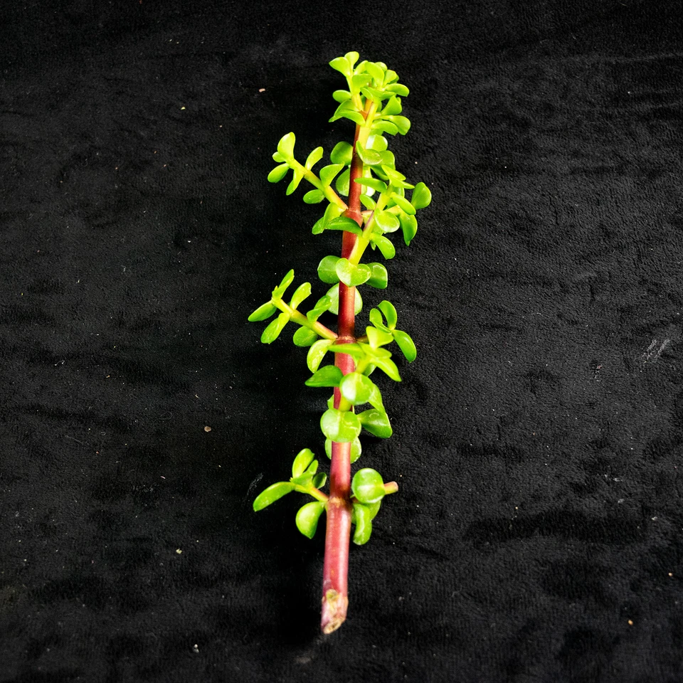Portulacaria Afra Succulent Cuttings – 30 Elephant Bush Unrooted Cuttings for Indoor or Outdoor Container Growing