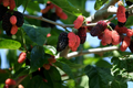 Dwarf Everbearing Mulberry Live Plants – 2 Rooted Morus Plants for Home Garden Fruit Tree Growing