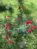Cherry Red Rose Cuttings – 3 Live Unrooted Rose Plant Cuttings 7 Inch Each Easy to Root