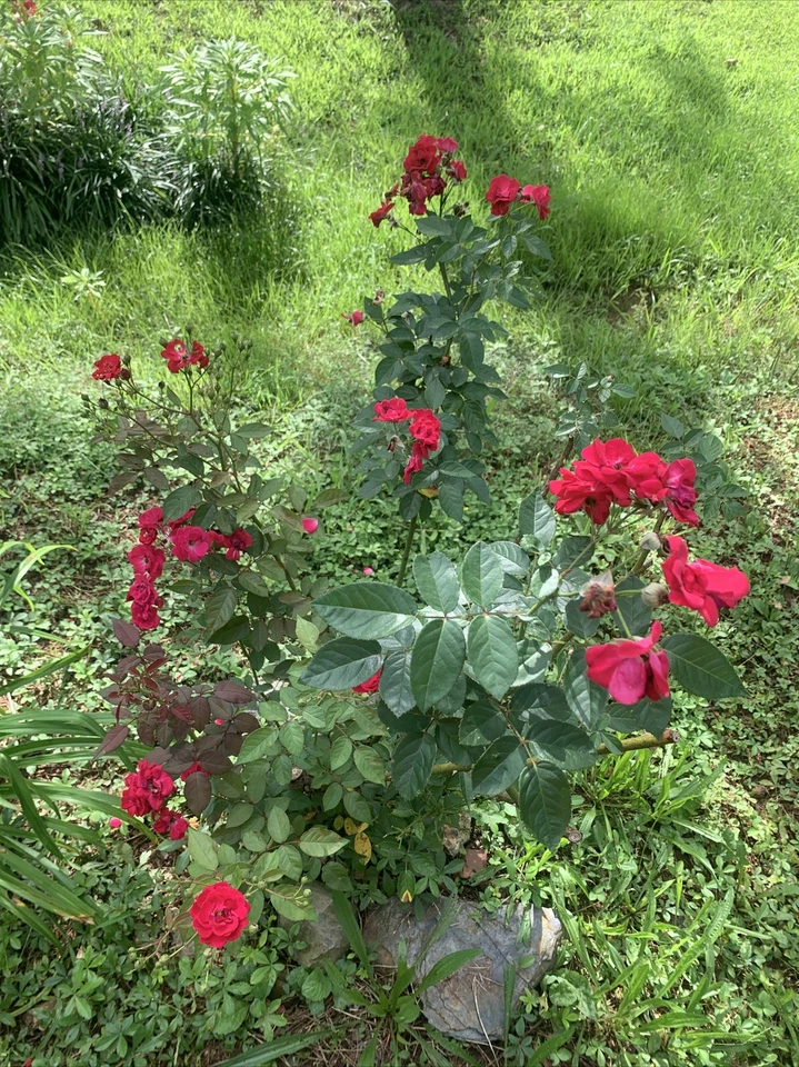 Cherry Red Rose Cuttings – 3 Live Unrooted Rose Plant Cuttings 7 Inch Each Easy to Root