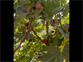 Hardy Chicago Fig Cuttings Bulk Lot, 20 Live Fig Tree Cuttings for Planting