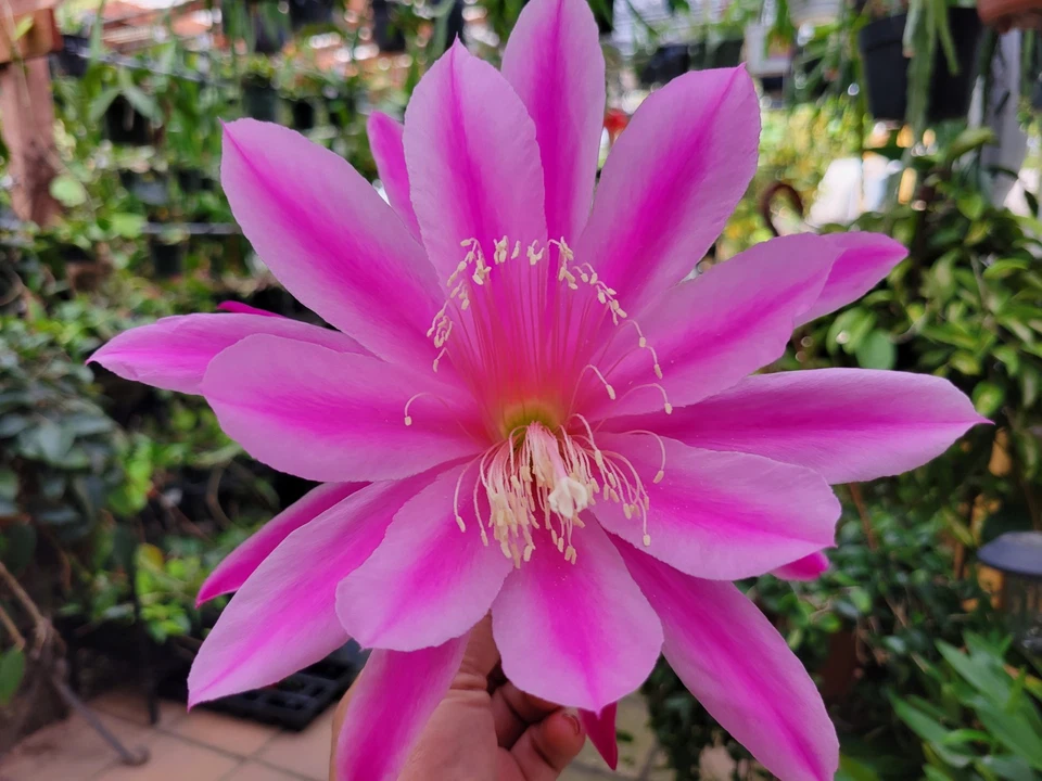 Epiphyllum Altitude Unrooted Cuttings – 8–10 Inch Orchid Cactus Cuttings for Propagation and Planting