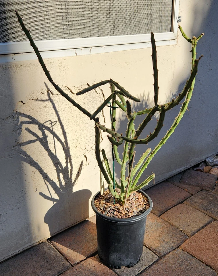 Arizona Pencil Cholla Cactus Cutting – Cylindropuntia Arbuscula Live Unrooted Cactus Plant (1)