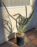 Arizona Pencil Cholla Cactus Cutting – Cylindropuntia Arbuscula Live Unrooted Cactus Plant (1)