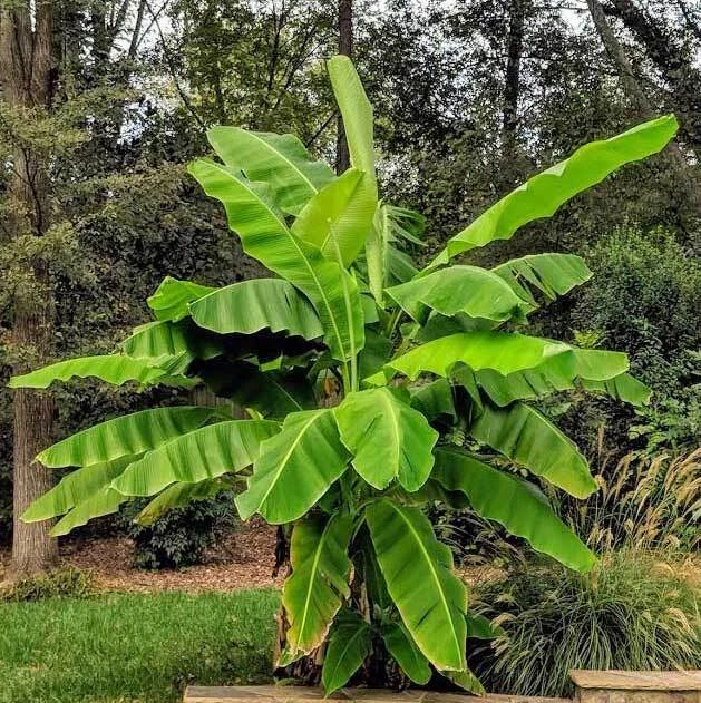 Basjoo Banana Tree Starter Plant – Small Rooted Musa basjoo Live Banana Plant, Cold Hardy Outdoor Tropical