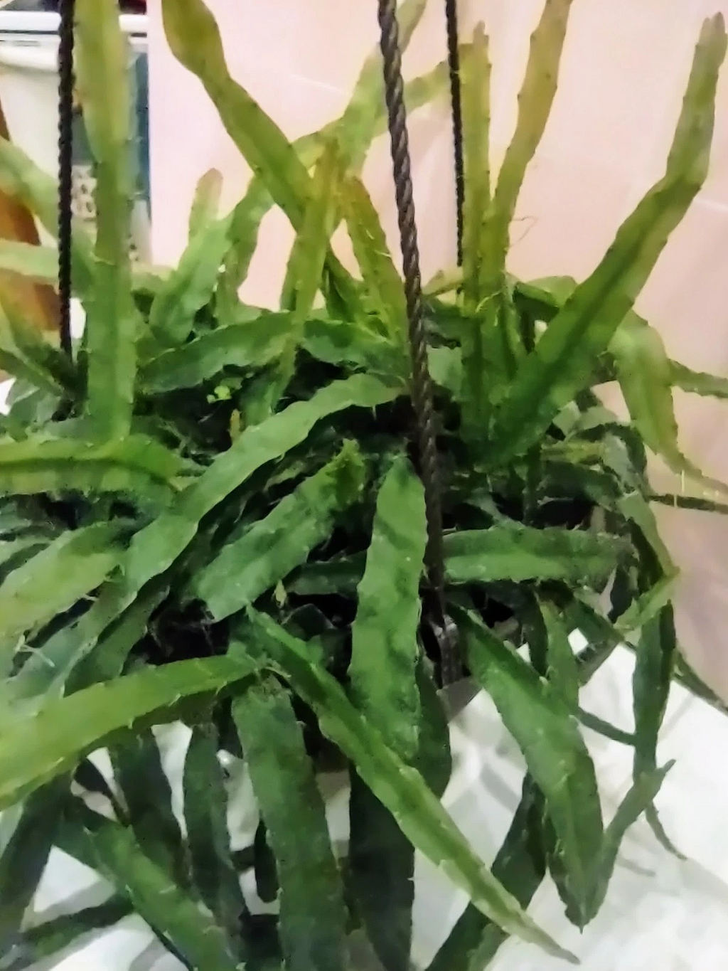 Hurricane Cactus Cutting – Unrooted Flat Form Lepismium Cruciforme Epiphytic Cactus for Propagation
