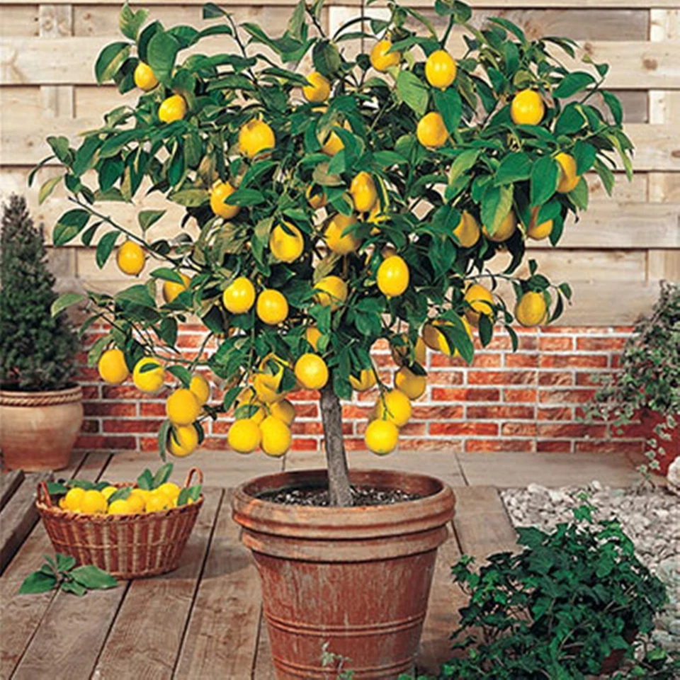 Meyer Lemon Tree Live Plant – Citrus meyeri Starter Tree 9–14 Inch Tall, Potted Citrus for Home Growing