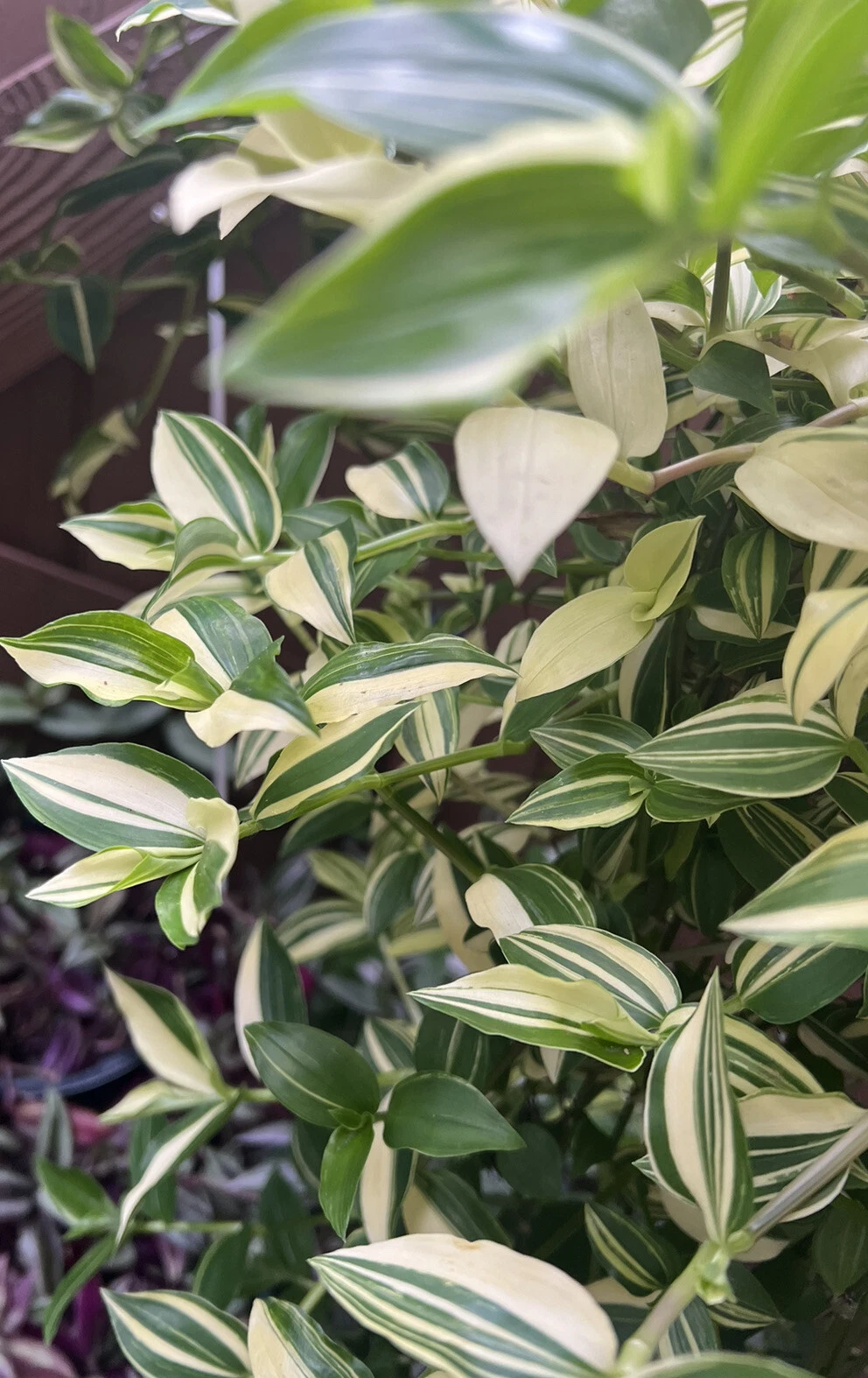 Cream Wandering Jew Cuttings – 5 Live Unrooted Tradescantia Fluminensis Variegata, Green and White Houseplant Cuttings