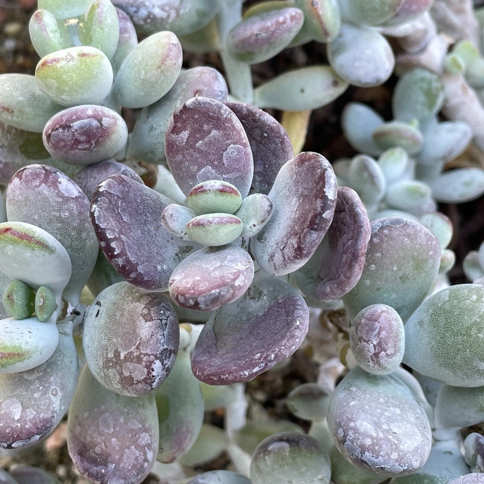 Cotyledon Orbiculata Oophylla Lady Fingers Succulent Cuttings 4 Inch Petite Purple Leaves
