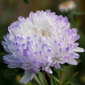 Tower Silver Aster Seeds – 50 Peony-Type Aster Seeds with Frosted White and Lavender Flowers