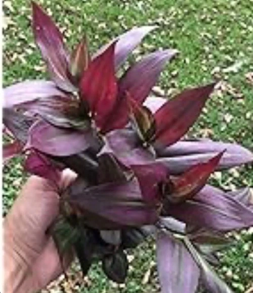 Tradescantia Red Gem Cuttings – 7 Live Unrooted Inch Plant Stems, Red Purple Wandering Jew for Indoor Propagation