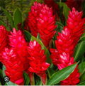 Hawaiian Red Ginger Plant Alpinia Purpurata Live Rooted Starter Tropical Ornamental