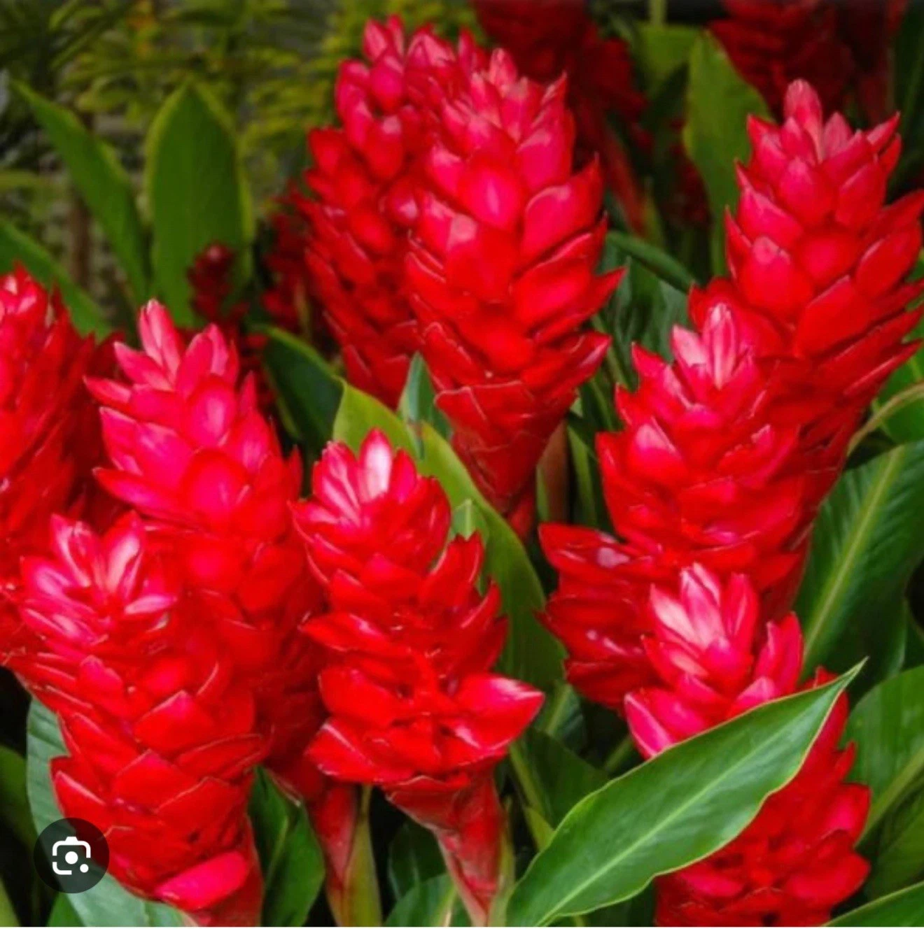 Hawaiian Red Ginger Plant Alpinia Purpurata Live Rooted Starter Tropical Ornamental