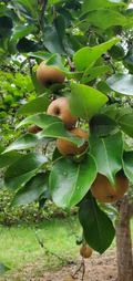 Asian Pear Tree Cuttings – 10 Unrooted Pyrus Pyrifolia Cuttings, Round Pear Fruit Tree for Rooting and Propagation