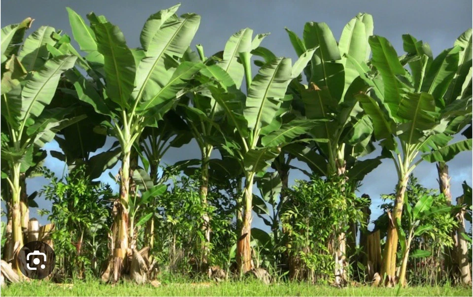 Gold Finger Banana Tree Starter Plant Well Rooted, Musa Acuminata Live Tropical Banana for Container or Garden Growing