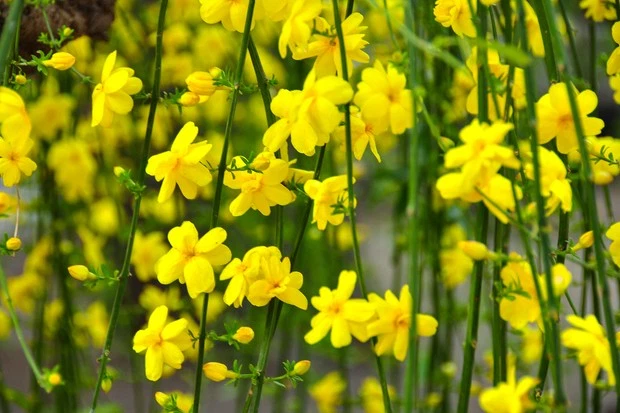 Winter Jasmine Jasminum Nudiflorum Live Stem Cuttings Set of 10 Pieces 8–10 Inch for Propagation
