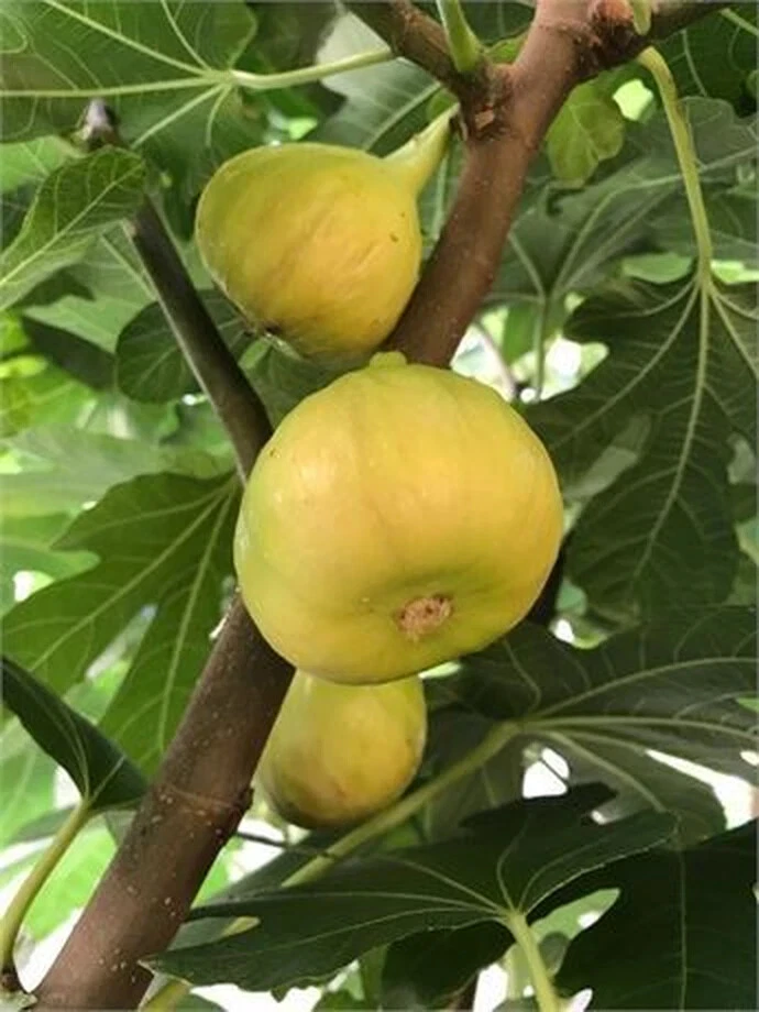 Sicilian White Fig Cutting – Unrooted Ficus Carica Cutting with 3+ Nodes, 8 Inch Fig Tree Cutting for Propagation