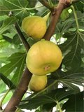Sicilian White Fig Cutting – Unrooted Ficus Carica Cutting with 3+ Nodes, 8 Inch Fig Tree Cutting for Propagation