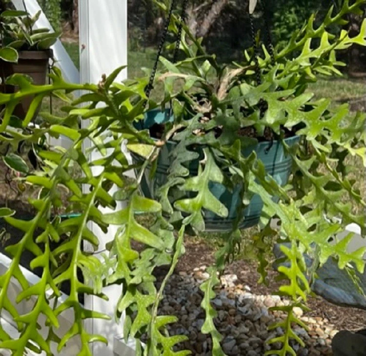 Zig Zag Cactus Cuttings Epiphyllum anguliger – Unrooted Fresh Cuttings for Propagation