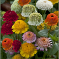 Crested Petal Zinnia Seeds 25 Count Tall Annual Flowers With Ruffled Crown Blooms