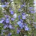Rosemary Live Cuttings, 12 Fresh 10-Inch USA Grown