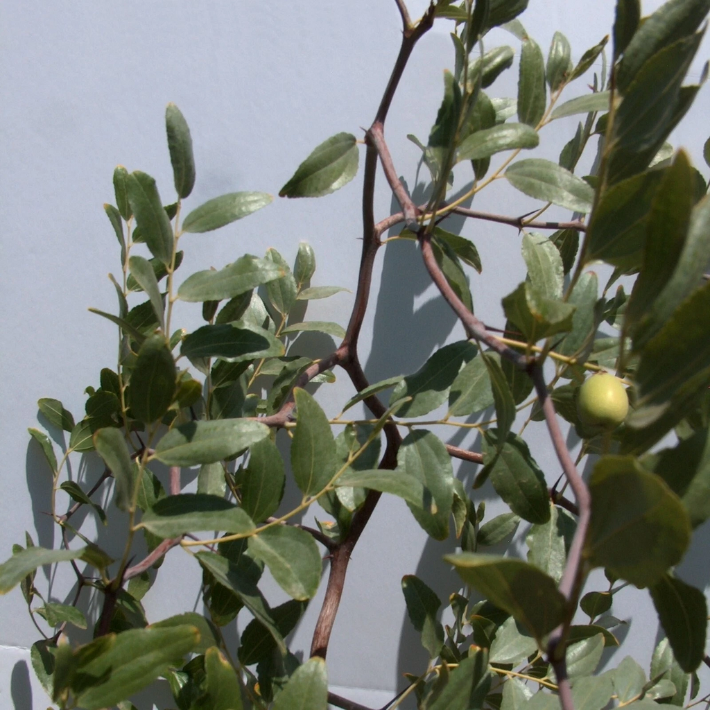 So Contorted Jujube Scionwood Cuttings 6 Inch Thin Grafting Wood 2 Pieces