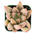 Echeveria Psyche Live Succulent Plant, Rooted Rosette in 2 Inch Pot Indoor Houseplant