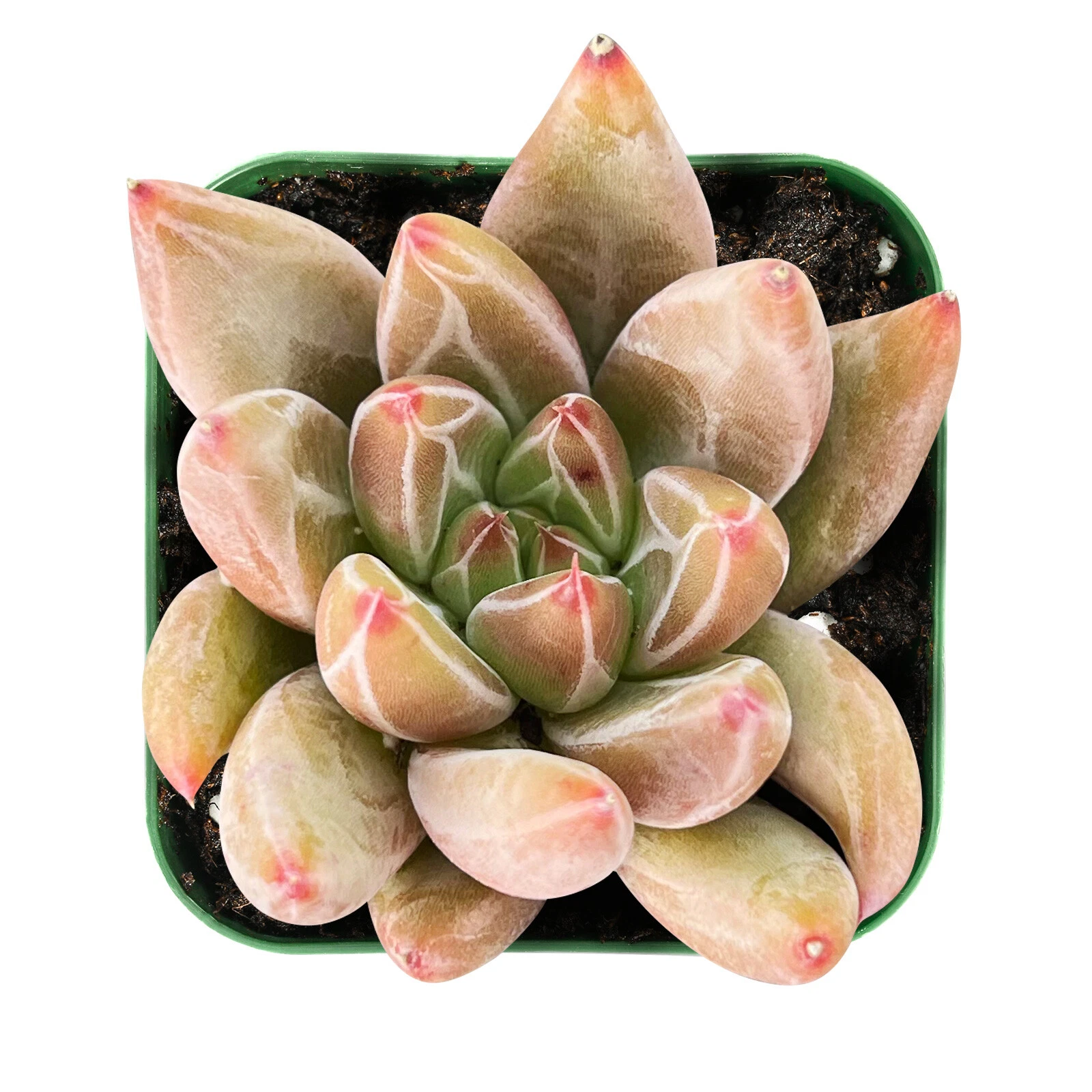 Echeveria Psyche Live Succulent Plant, Rooted Rosette in 2 Inch Pot Indoor Houseplant