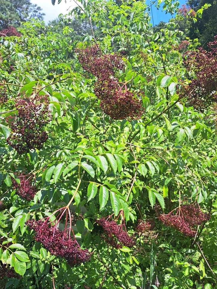 American Elderberry Live Rooted Plants, Sambucus canadensis Shrub Starter Set of 3 for Garden or Container