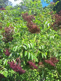 American Elderberry Live Rooted Plants, Sambucus canadensis Shrub Starter Set of 3 for Garden or Container