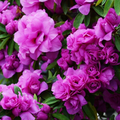 Amelia Rose Azalea Starter Plant – Small Rooted Deciduous Rhododendron, Live Flowering Shrub for Garden Planting