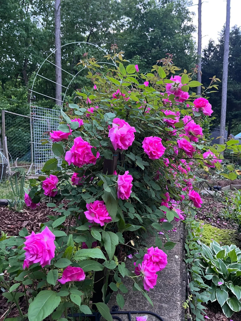 Zephirine Drouhin Rose Cuttings, 5 Live Unrooted Rose Cuttings for Propagation
