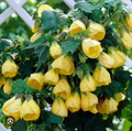 Yellow Abutilon Flowering Maple Starter Plant – Small Rooted Abutilon Live Plant for Garden or Container Growing