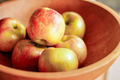 Honeycrisp Apple Scionwood 5 Pack 8 Inch Fresh Green Scions for Grafting