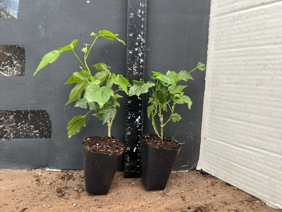 Pink Abutilon Starter Plant – Small Rooted Flowering Maple Live Plant for Containers or Garden
