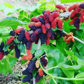 Illinois Everbearing Mulberry Cuttings 10 Fresh Unrooted Mulberry Tree Cuttings for Rooting Home Orchard