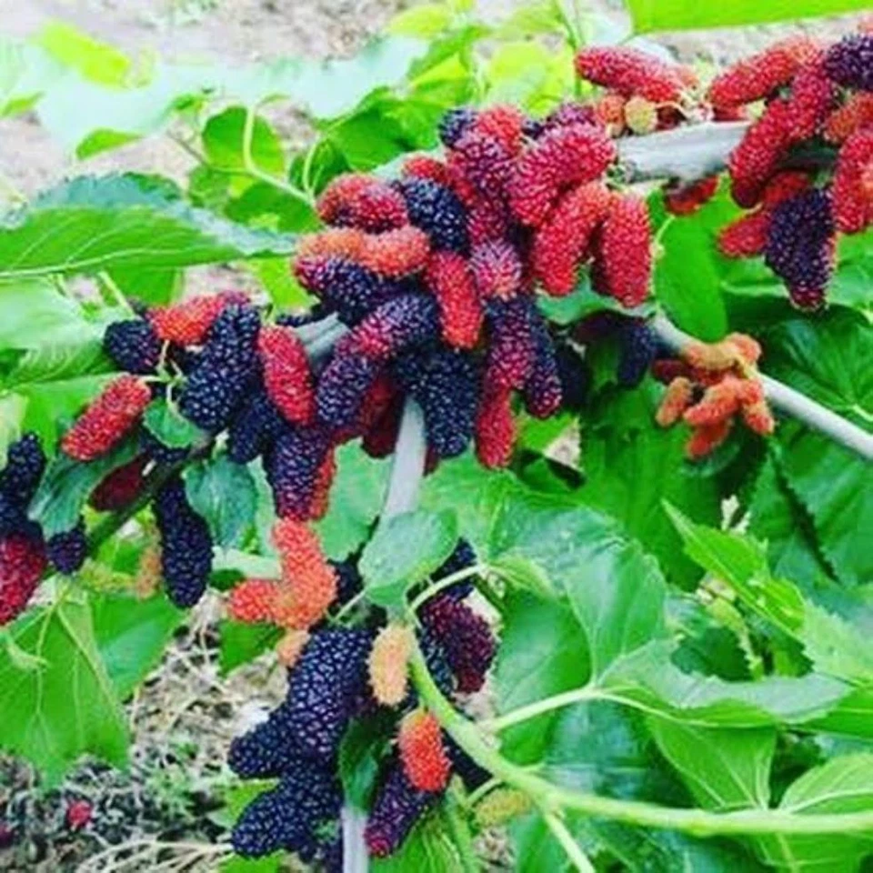 Illinois Everbearing Mulberry Cuttings 10 Fresh Unrooted Mulberry Tree Cuttings for Rooting Home Orchard