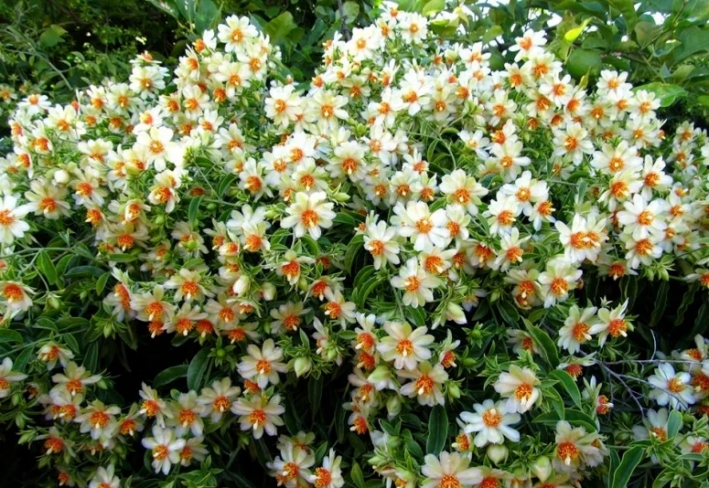 Pereskia aculeata Seeds – 10 Barbados Gooseberry Rose Cactus Seeds, Climbing Leafy Cactus for Planting