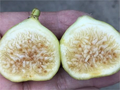 White Marseilles Fig Unrooted Cutting – Ficus carica Cultivar, 3+ Nodes, 8 Inch Fig Tree Cutting for Propagation