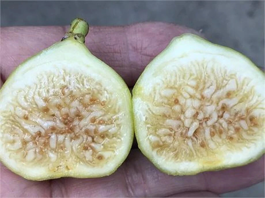 White Marseilles Fig Unrooted Cutting – Ficus carica Cultivar, 3+ Nodes, 8 Inch Fig Tree Cutting for Propagation