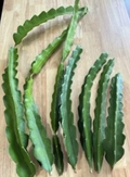American Beauty Dragon Fruit Cuttings Large Size, Self Pollinating Pitaya Plant Cuttings for Growing Set of 4