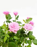 Miniature Pink Rose Bush Live Starter Plant 2 Inch Pot Compact Flowering Shrub