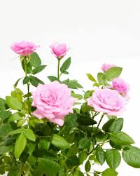 Miniature Pink Rose Bush Live Starter Plant 2 Inch Pot Compact Flowering Shrub