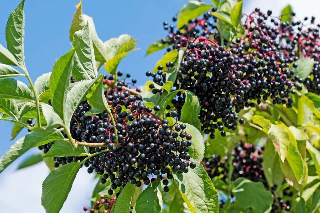 York Elderberry Hardwood Cuttings 6 Inch Plus, Sambucus canadensis Unrooted Cuttings for Propagation Set of 10