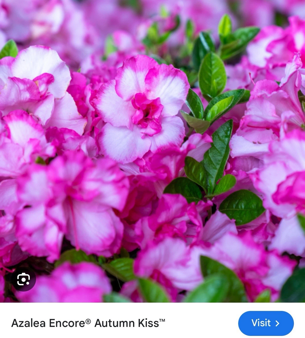 Encore Azalea ‘Autumn Kiss’ Starter Plant – Well Rooted Deciduous Azalea, Live Flowering Shrub for Planting